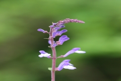 Scutellaria discolor